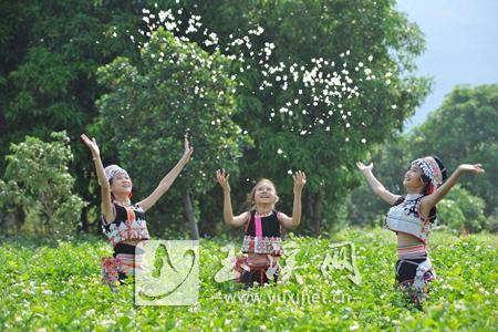 元江縣是全國茉莉花的第二大產(chǎn)區(qū)