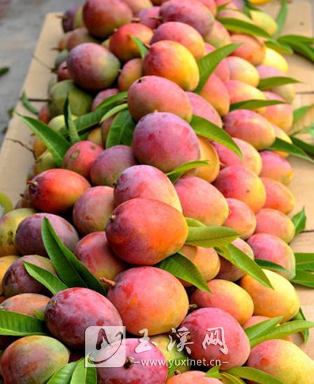 杧果種植成為助農(nóng)增收的支柱產(chǎn)業(yè)
