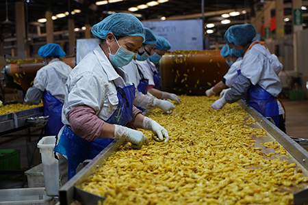 在云南宏斌綠色食品有限公司的生產車間內工人們戴著口罩，在嚴格消毒的工位上嫻熟地操作著。.jpg