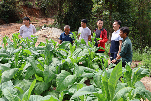 老廠鄉全過程勞動競賽助力烤煙穩產增效.jpg