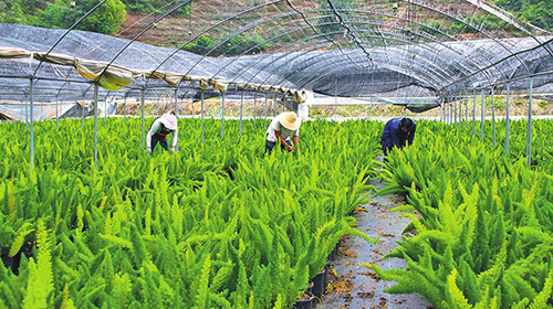 新寨村種植狐尾天門冬效益好.jpg 新寨村種植狐尾天門冬效益好.jpg