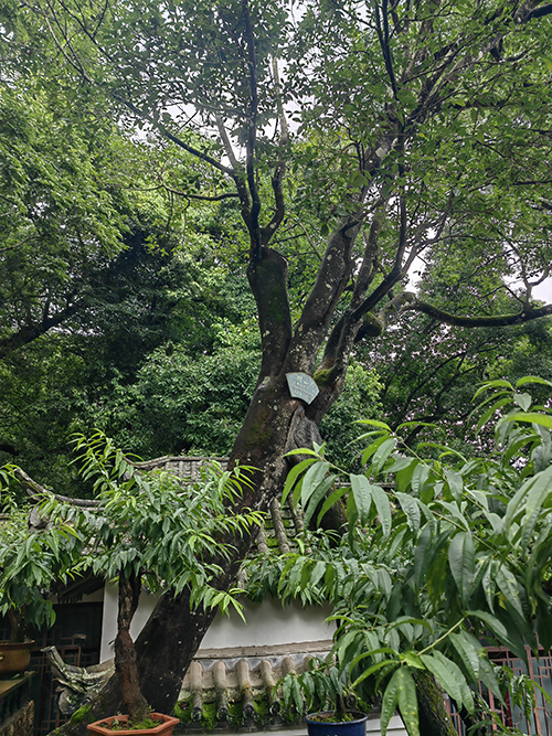 四百歲的徒留傳奇 五百歲的生機(jī)勃勃.jpg