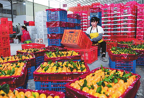 一顆小柑橘 成就大產業.jpg 一顆小柑橘 成就大產業.jpg