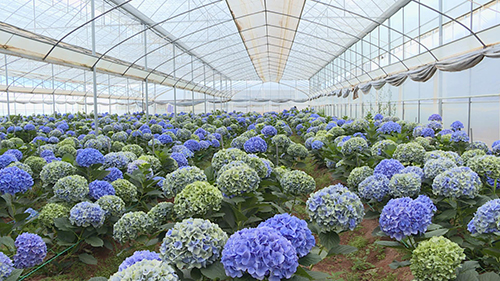 光山村繡球綻放致富花.jpg