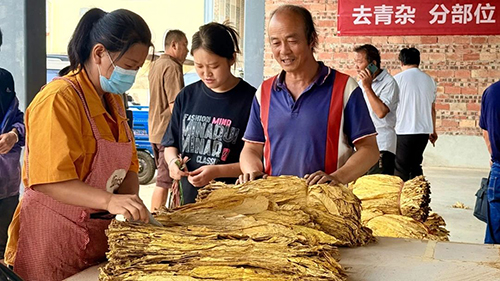 開磅收煙！易門縣煙葉收購工作全面啟動.jpg