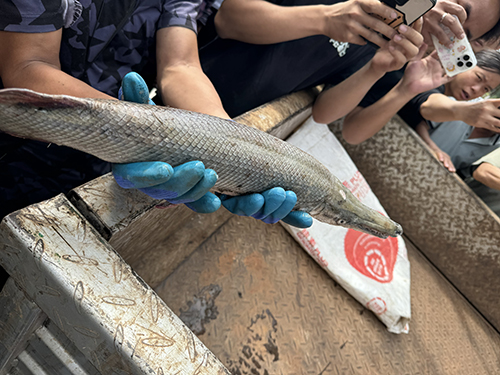 聶耳公園“怪魚”落網1.jpg