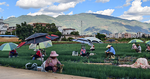 小香蔥采收忙.jpg