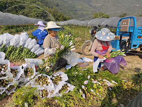千畝百合開出“富民花”.jpg 千畝百合開出“富民花”.jpg
