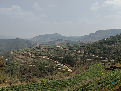 青春力量扎根基層 鄉村振興寫出新篇2.jpg