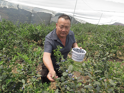 龍潭鄉發展藍莓種植助農增收.jpg