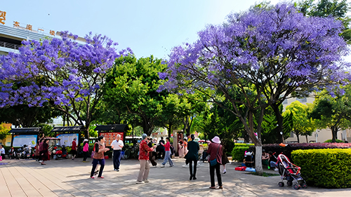 藍花楹綻放 市民樂享春光.jpg 藍花楹綻放 市民樂享春光.jpg