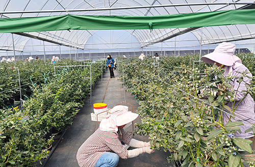 我市藍莓種植面積達5.45萬畝.jpg