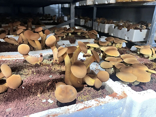 易門德樺菌業科技賦能見手青產業 智慧種菌助力鄉村振興1.jpg