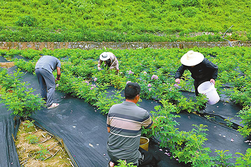 玫瑰花綻放致富路.jpg