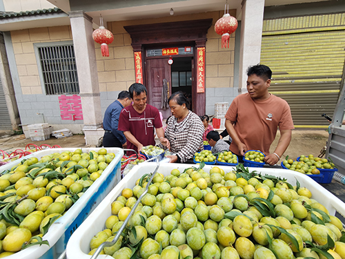 蜂糖李變身鄉村“致富果”.jpg